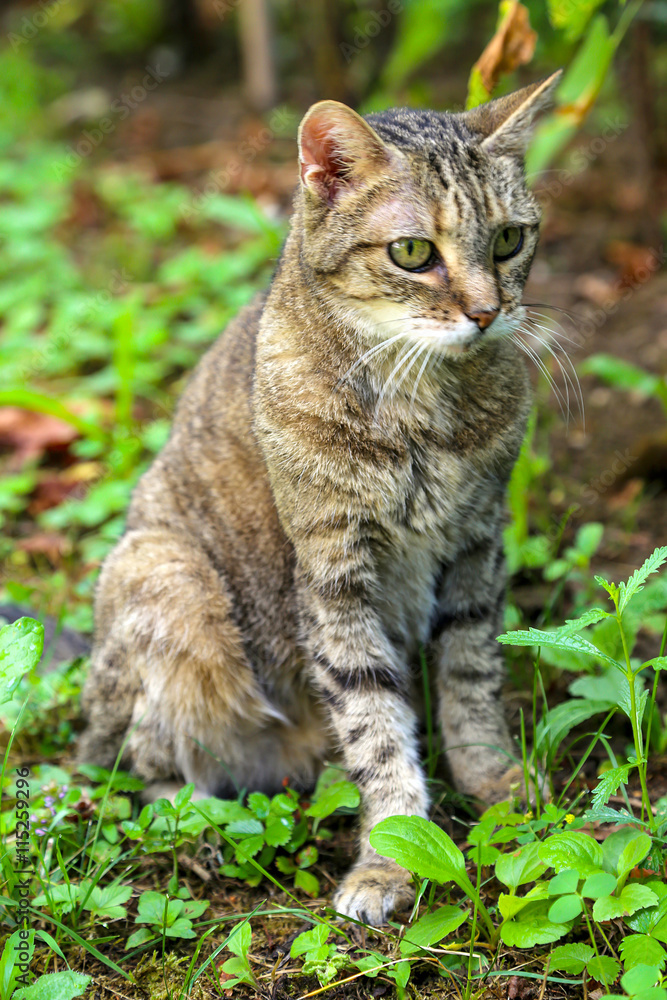 Fototapeta premium Chat