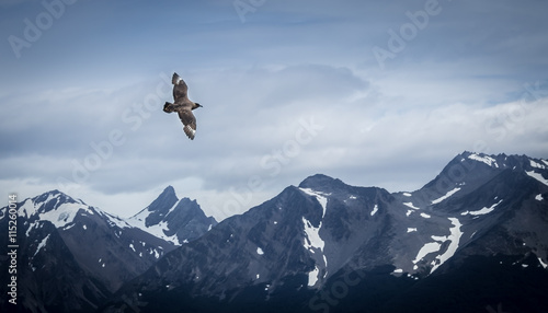 Bird flying over snow mountains