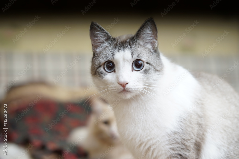 cat cat