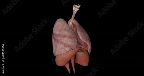 Animation of the respiratory system of a human body gyrating on black background in 4K format photo