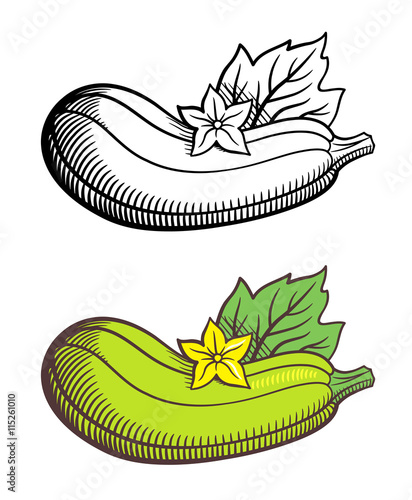 Stylized image of zucchini with leaf and flower. Vector, isolated on white. Outline and colored version