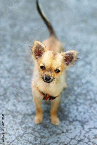 little charming adorable chihuahua puppy on blurred background. Eye contact.