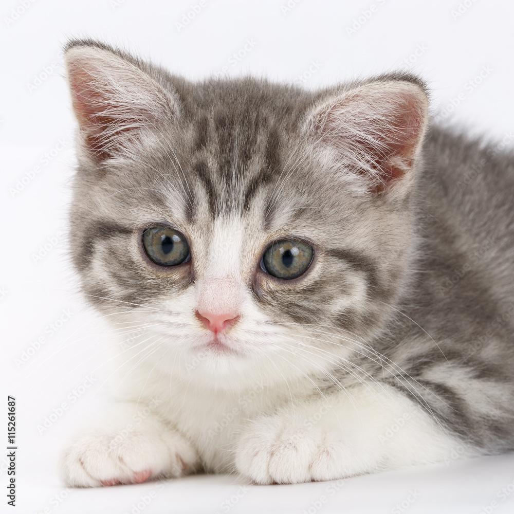 Grey kitten on white background looking right. Portrait of the S