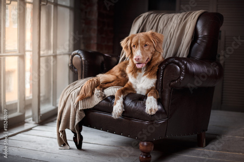 dog in the armchair at home Duck Tolling Retriever