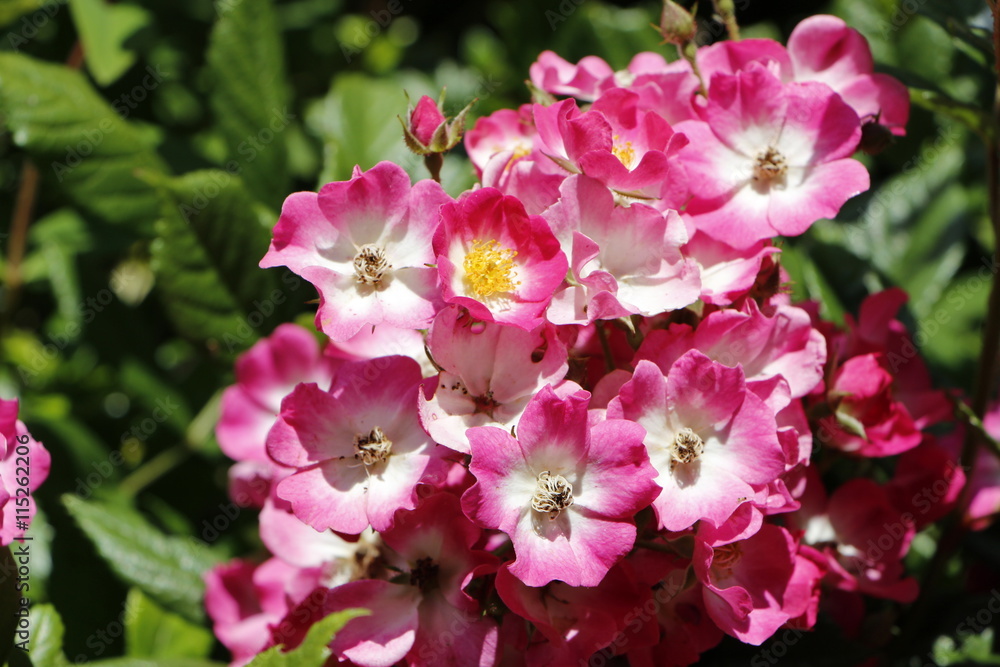 Roses églantines Roses églantines