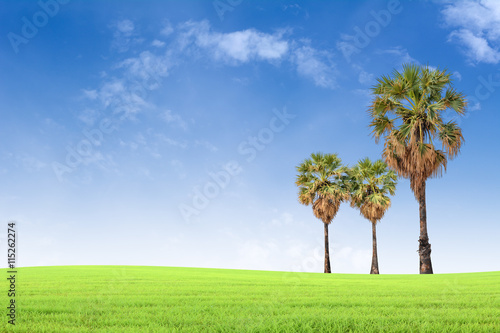 Big trees on the grass Background sky