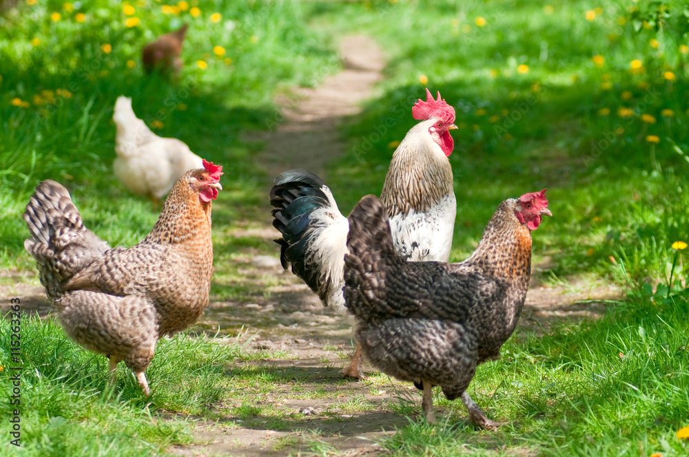 Hens and rooster Hens and rooster