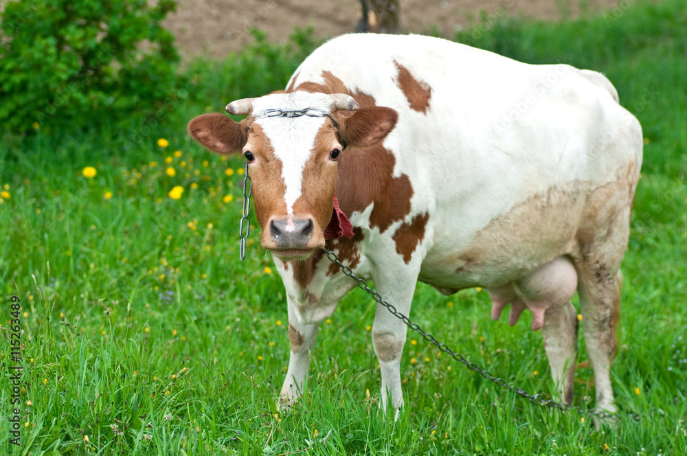 Cow grazing