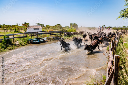 Tableau sur toile Les taureaux noirs camarguais traversant la rivière