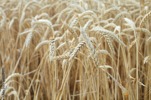 biofuel, wheat ear background with frame for text