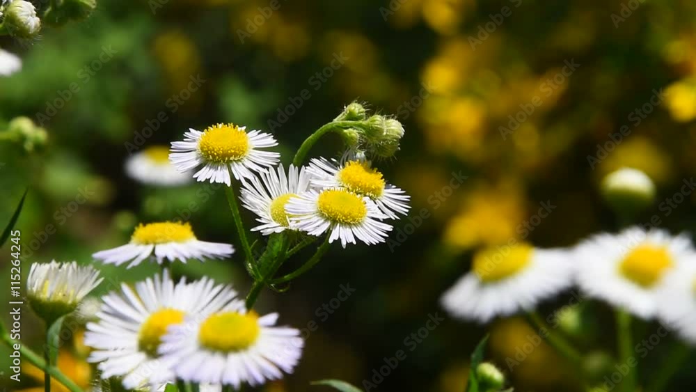 Wild meadow chamomile flowers shaking and trembling in the wind over green background of field, close up Wild meadow chamomile flowers shaking and trembling in the wind over green background of field, close up