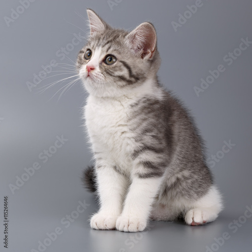 Young the striped Scottish cat on gray background. © olgapkurguzova