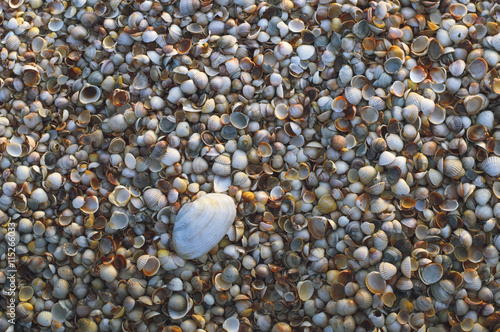 Cockleshell on sea beach background