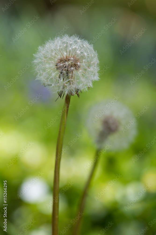 Wilds flowers in the field