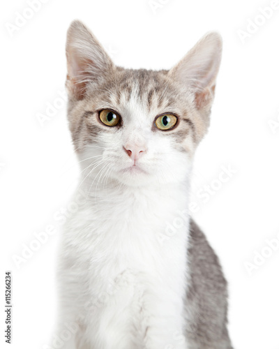 Closeup Young Attentive Gey Cat © adogslifephoto