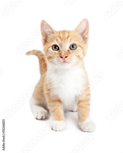 Cute Orange Tabby Kitten Isolated on White