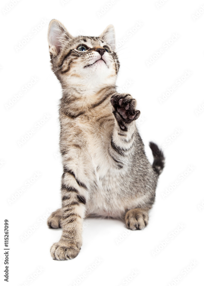 Obraz premium Frisky Kitten Batting With Paw