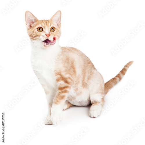 Excited Hungry Kitten Licking Lips