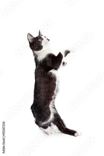 Fototapeta Naklejka Na Ścianę i Meble -  Funny Kitten Standing Up Dancing