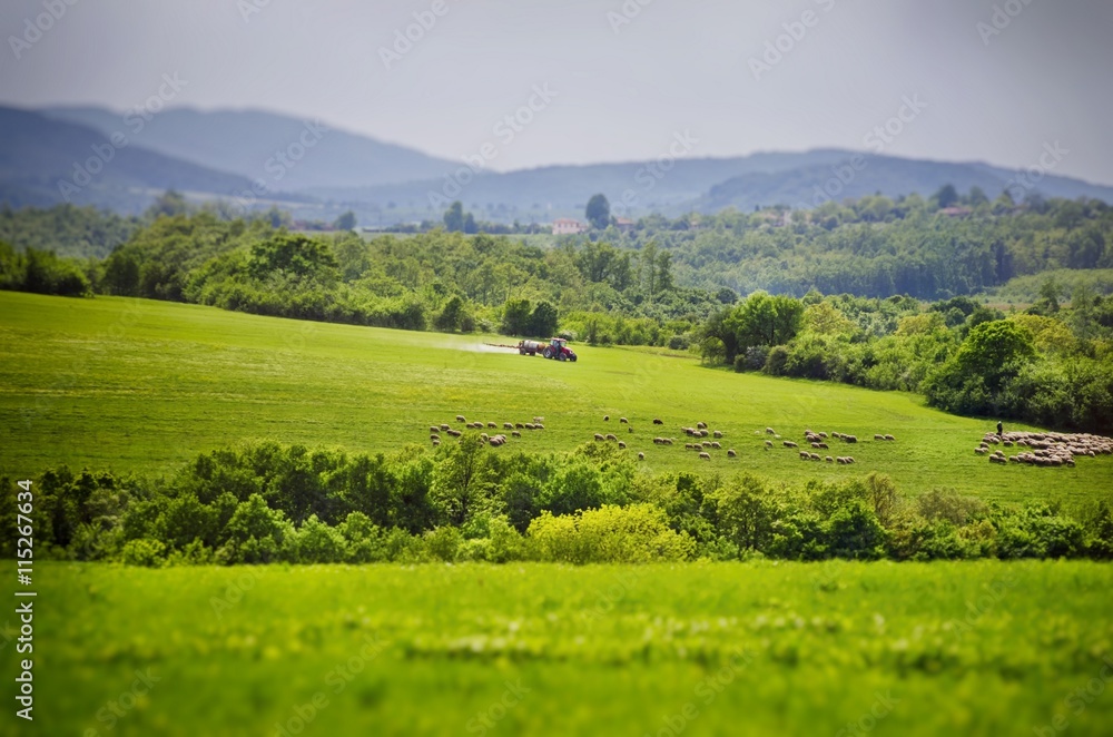 Fototapeta premium Agricultural Village Field