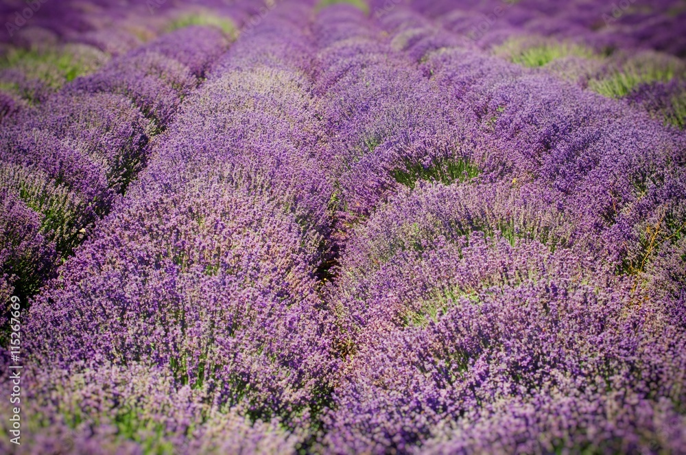 Obraz premium Lavender Field