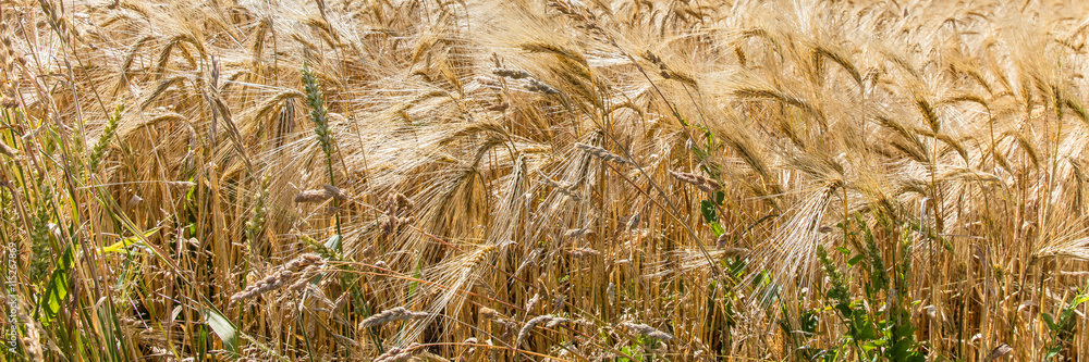 ährenfeld StockFoto Adobe Stock