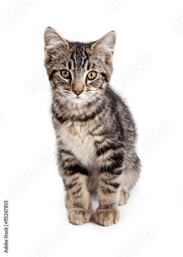 Tabby Kitten Looking Into Camera © adogslifephoto