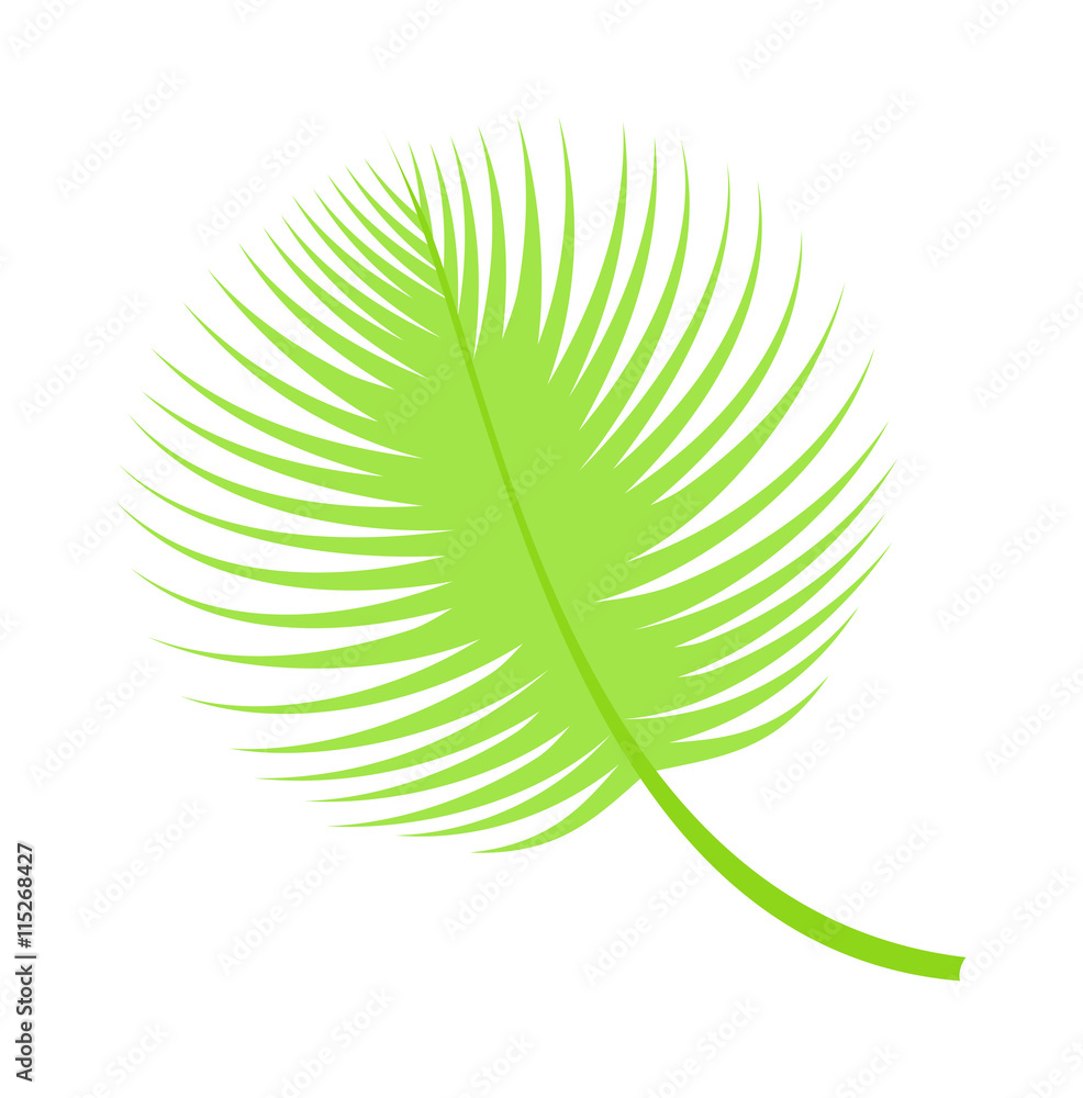 Palm leaf on white background. Palm leaf summer and nature green color ...