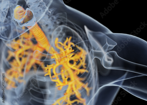 Obraz na płótnie Human bronchi and trachea. 3d illustration