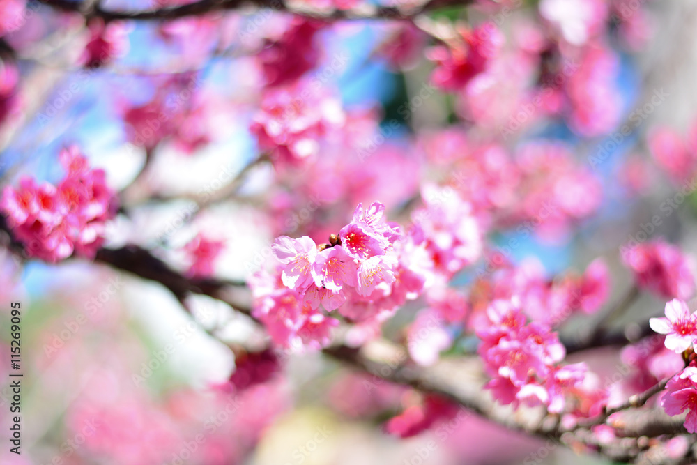 Flor de cerejeira de Okinawa