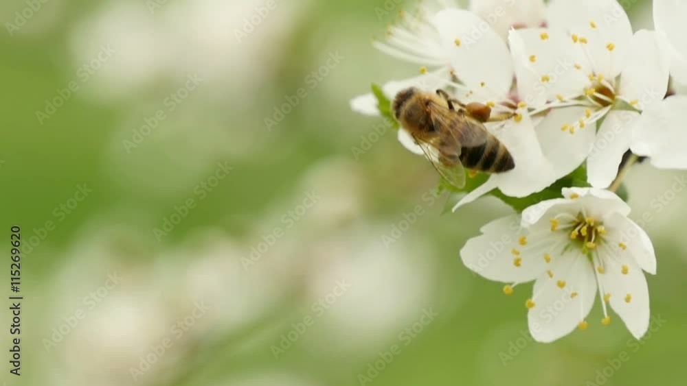 Bee on petals of cherry, spring, slow motion Bee on petals of cherry, spring, slow motion