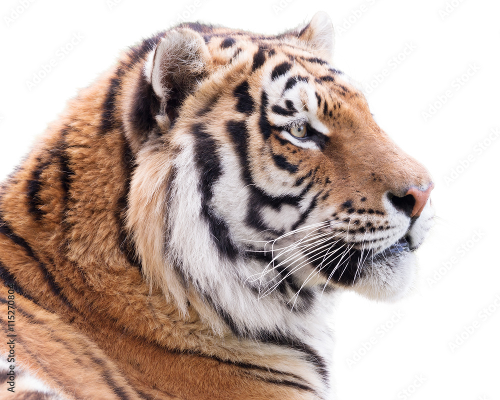 Fototapeta premium Proud tiger