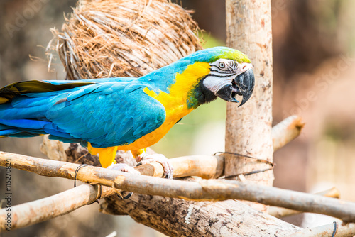 Blue and Gold Macaw on the branch photo