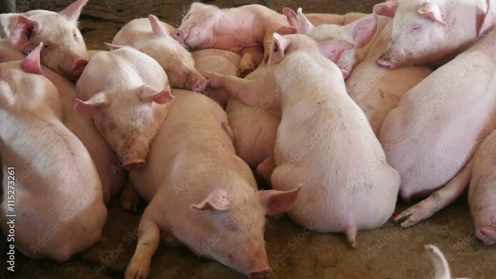 pigs sleeping in the barn pigs sleeping in the barn