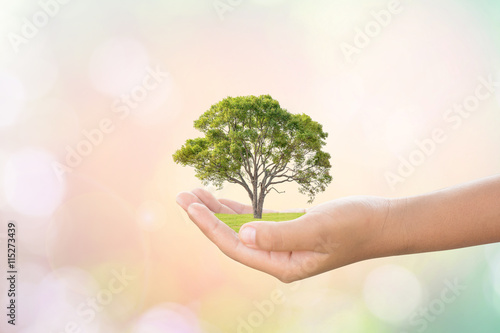 We love the world of ideas, man planted a tree in the hands.Blur the background of sky and grass