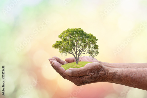 We love the world of ideas, man planted a tree in the hands.Blur the background of sky and grass