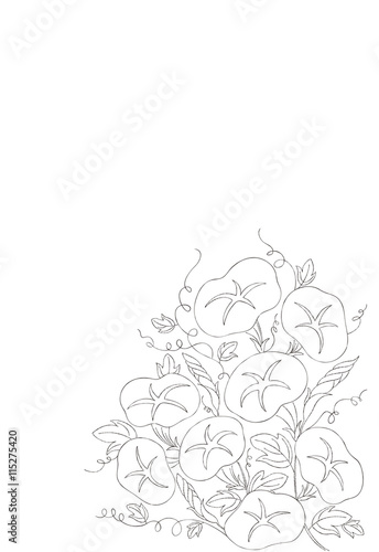朝顔の線画 モノクロ ベクター Stock Vector Adobe Stock