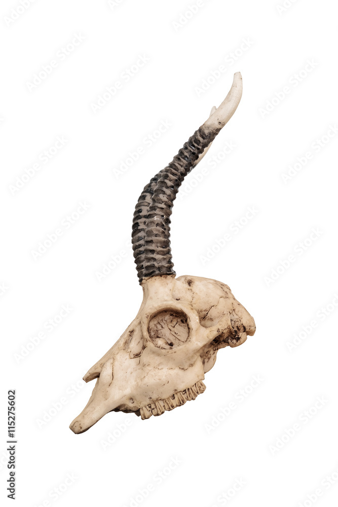 Fototapeta premium Skull of goat, isolated on white background, side view