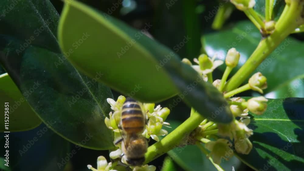 slow motion honey bee collecting pollen slow motion honey bee collecting pollen