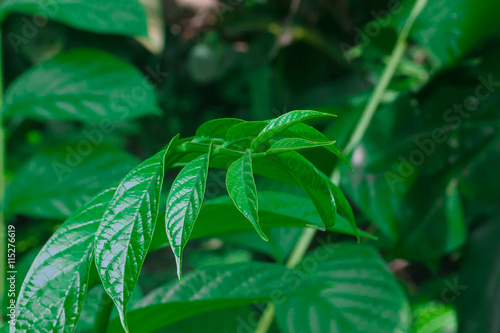 top peak green leaves in Thailand Forest 