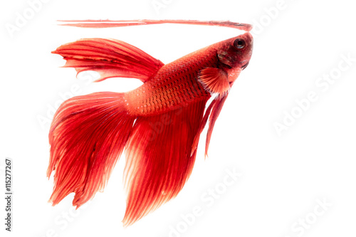 Photography Beautiful movements of the Siamese fighting fish
