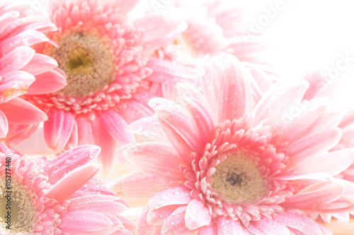 Beautiful gerbera flower hunt wet rain lay on the wooden floor.