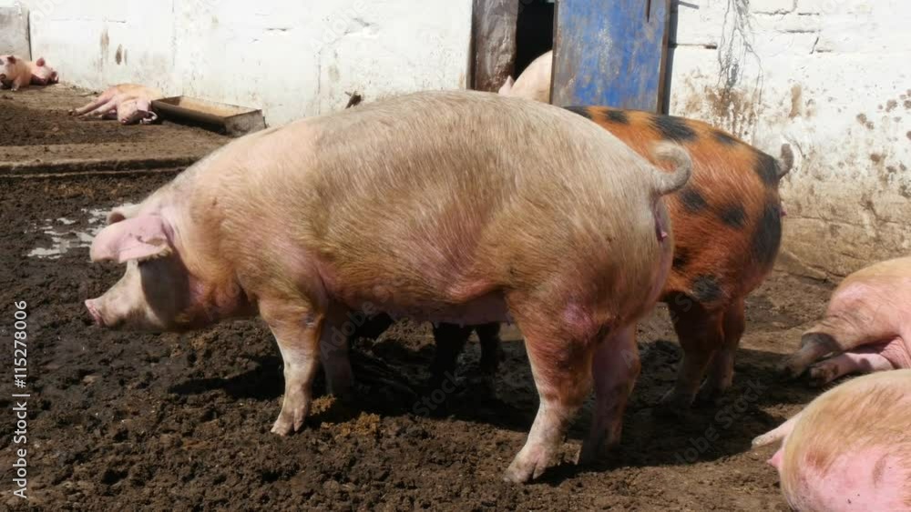 pink pigs in a sty pink pigs in a sty