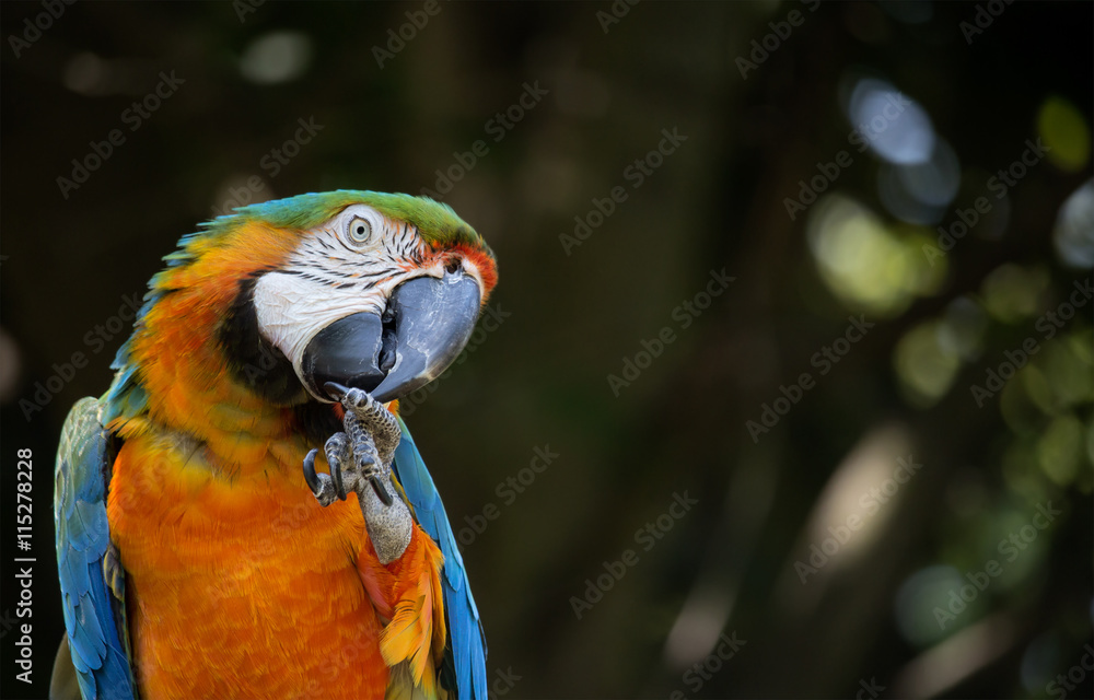 Obraz premium Blue and orange macaw sitting on a perch and cleaning its talons