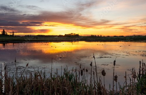 Fototapeta Naklejka Na Ścianę i Meble -  Orange sunset over ducks in a pond