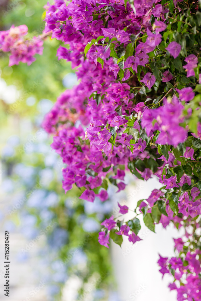 bracts of bougainvillea glabra bracts of bougainvillea glabra