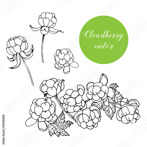 Hand drawn Cloudberries set