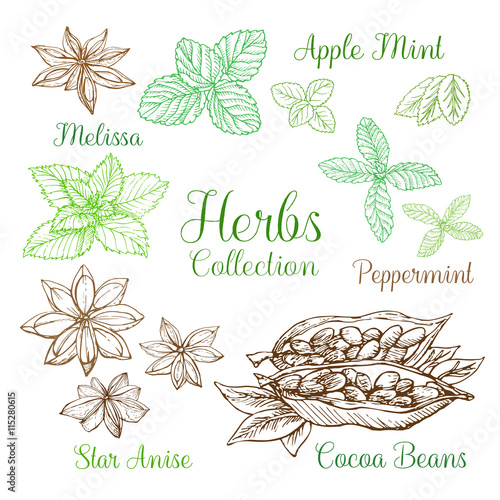 Illustration of herbs collection. Freehand drawing sketch. It can be used for design menu, greeting cards