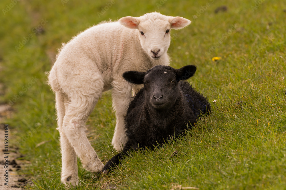 sheeps graze on the dike sheeps graze on the dike
