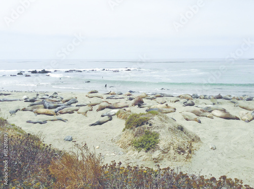 Elephant Seals at Piedras Beach